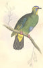BIRDS. Ptilinopus Monachus. Original hand colouring. Prideaux John Selby 1835