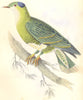 BIRDS. Ptilinopus Cyanovirens. Original hand colouring. Prideaux John Selby 1835
