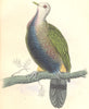BIRDS. Carpophaga Magnifica. Original hand colouring. Prideaux John Selby 1835