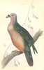 BIRDS. Carpophaga Oceanica. Original hand colouring. Prideaux John Selby 1835