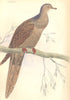 BIRDS. Columba Plasianella. Original hand colouring. Prideaux John Selby 1835