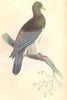 BIRDS. Columba Spadicea. Original hand colouring. Prideaux John Selby 1835