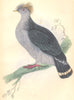 BIRDS. Columba Dilopha. Original hand colouring. Prideaux John Selby 1835