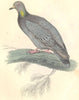 BIRDS. Columba Cenas. Original hand colouring. Prideaux John Selby 1835 print