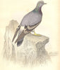 BIRDS. Columba Livia. Original hand colouring. Prideaux John Selby 1835 print