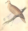 BIRDS. Turtur Risorius. Original hand colouring. Prideaux John Selby 1835