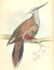 BIRDS. Turtur Lophotes. Original hand colouring. Prideaux John Selby 1835