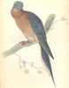 BIRDS. Ectopistes Migratoria. Original hand colouring. Prideaux John Selby 1835