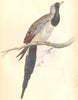 BIRDS. Ectopistes Capensis. Original hand colouring. Prideaux John Selby 1835