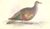 BIRDS. Phaps Chalcoptera. Original hand colouring. Prideaux John Selby 1835