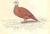 BIRDS. Chaemepelia Talpicoti. Original hand colouring. Prideaux John Selby 1835