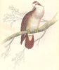 BIRDS. Peristera Tympanistria. Original hand colouring. Prideaux John Selby 1835