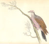 BIRDS. Peristera Rufaxilla. Original hand colouring. Prideaux John Selby 1835
