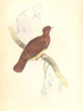BIRDS. Peristera Cuprea. Original hand colouring. Prideaux John Selby 1835