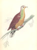 BIRDS. Peristera Larvata. Original hand colouring. Prideaux John Selby 1835