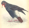 BIRDS. Glophilus Carunculatus. Original hand colouring. Prideaux John Selby 1835