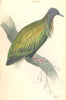 BIRDS. Geophilus Nicobaricus. Original hand colouring. Prideaux John Selby 1835
