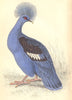 BIRDS. Lophyrus Coronatus. Original hand colouring. Prideaux John Selby 1835