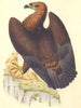 BRITISH BIRDS. Golden Eagle. MUDIE. Hand coloured. 1835 antique print