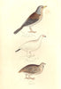 BRITISH BIRDS. Field fare; Ptarmigan; Quail. MUDIE. Hand coloured. 1835 print
