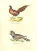BRITISH BIRDS. Mule Pheasant; Goatsucker. MUDIE. Hand coloured. 1835 old print