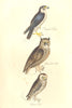 BRITISH BIRDS. Peregrine falcon; Great Eared Owl; Common. MUDIE. 1835 print