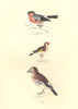 BRITISH BIRDS. Bullfinch; Goldfinch; Jay. MUDIE. Hand coloured. 1835 print