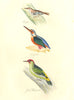 BRITISH BIRDS.Creeper;Kingfisher;Green Woodpecker.MUDIE.Hand coloured. 1835