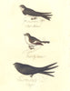 BRITISH BIRDS. Sand Martin; Pied Fly Catcher; Swift. MUDIE. Hand coloured. 1835