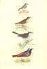 BRITISH BIRDS.Golden Crested Wren;Reed Warbler;Pettichaps;Redstart.MUDIE. 1835
