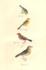 BRITISH BIRDS. Blue Tit; Yellow Bunting; Cross bill; Wood Lark. MUDIE. 1835