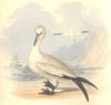 BRITISH BIRDS. The Gannet. MUDIE. Hand coloured. 1835 old antique print