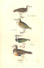 BRITISH BIRDS. Common Sandpiper; Jack Snipe; Lapwing; Dotterel. MUDIE. 1835