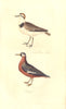 BRITISH BIRDS. Kentish Plover–Male; Phalarope. MUDIE. Hand coloured. 1835