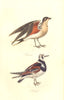 BRITISH BIRDS. Pratincole; Turnstone. MUDIE. Hand coloured. 1835 old print