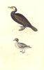 BRITISH BIRDS. Shag; Teal. MUDIE. Hand coloured. 1835 old antique print