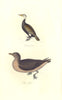 BRITISH BIRDS. Cormorant; Skua Gull. MUDIE. Hand coloured. 1835 old print