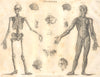 BIOLOGY. Anatomy. Skeleton, muscles. (Oxford Encyclopaedia) 1830 old print