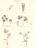 BOTANY. Corolla. Ringent Personate Cruciform Papilionaceous Orchideous 1830