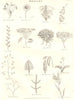 BOTANY. Flower parts & shapes. Stamens Pistil Whorl Raceme Spike Corymb 1830