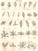 BOTANY. Leaf shapes. Leaves I. (Oxford Encyclopaedia) 1830 old antique print