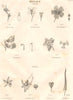 BOTANY. Di-Tetra-Mona-Dia-Polyadelphia. Gymno-Angio-Spermia. Siliculosa 1830