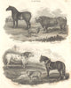 FARM ANIMALS. Suffolk Punch Merino Ram Long/Short Horned Bull Cart Horse 1830
