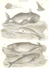 WHALES. Cetology; Greenland Spermaceti Grampus whales; Unicorn Fish 1830 print