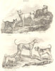 DOGS. Bull Dog; Greenland; Sheep; Dalmation Coach; Irish Greyhound; Mastiff 1830