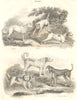 DOGS. Lurcher; Terrier; Old English, Fox Hound; Rough Waterdog; NL 1830 print