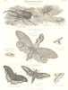 ENTOMOLOGY. Hercules Beetle; Fire fly; Butterfly; Hawkmoth; Moth; Cricket 1830