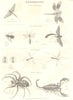 ENTOMOLOGY. Dragon Crane Gad Saw Fly; Tarantula Spider; Scorpion 1830 print