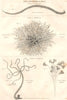 WORMS.Helminthology.Intestina;Mollusca;Zoophyta.(Oxford Encyclopaedia) 1830