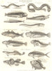 ICHTHYOLOGY.Sand,Conger Eel;Sea Wolf;Ophidium;Haddock;Ling;Blenny;Remora 1830